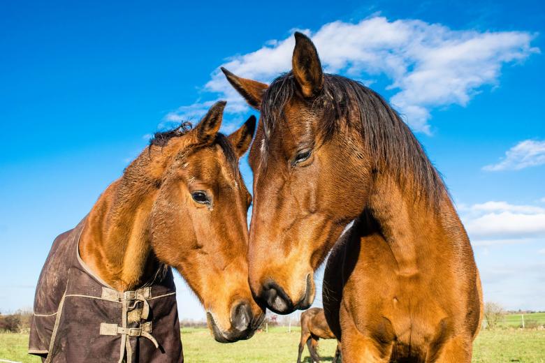 Free stock image of Wild Horses created by Pixabay