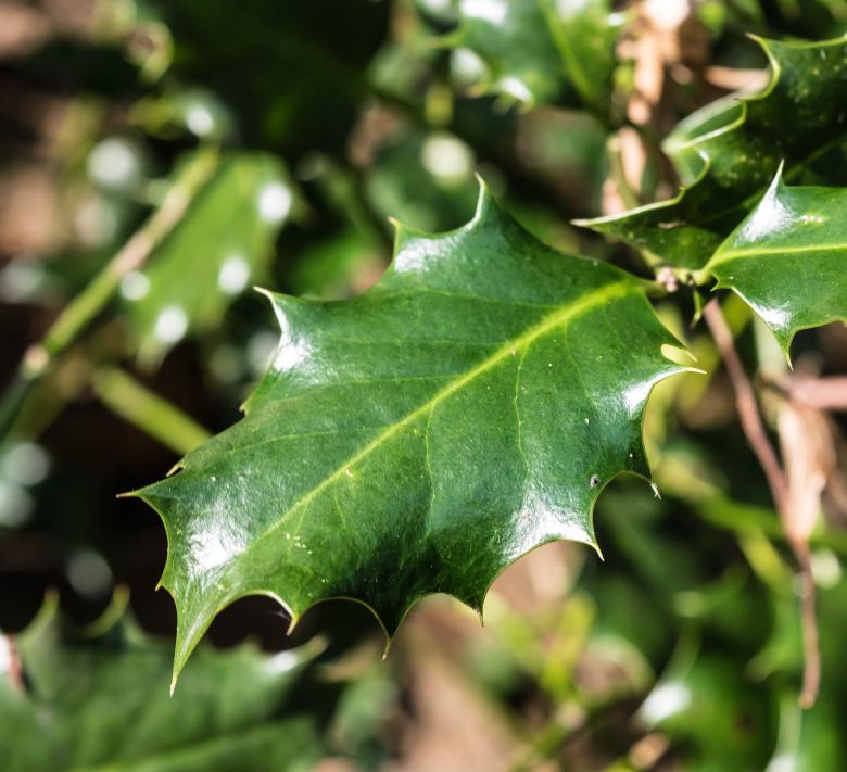 Free stock image of Macro Leaf created by Pixabay