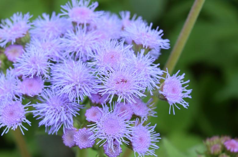Free stock image of Mist Flower created by Pixabay