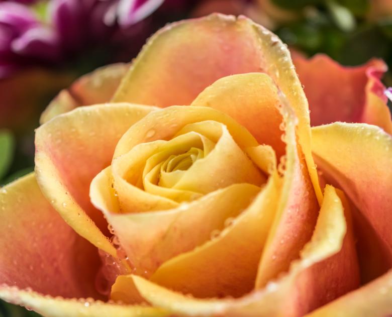 Free stock image of Fresh Rose created by Pixabay