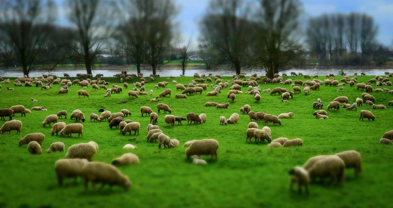 Free stock image of Sheep Herd created by Pixabay