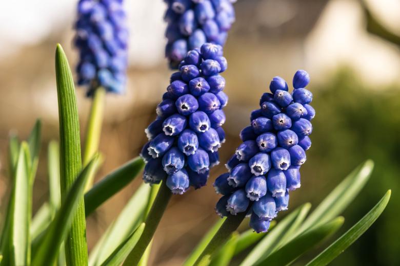 Free stock image of Spring Awakening created by Pixabay