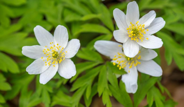 Free stock image of Spring Awakening created by Pixabay
