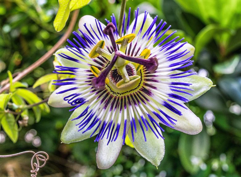 Free stock image of Passion Flower created by Pixabay
