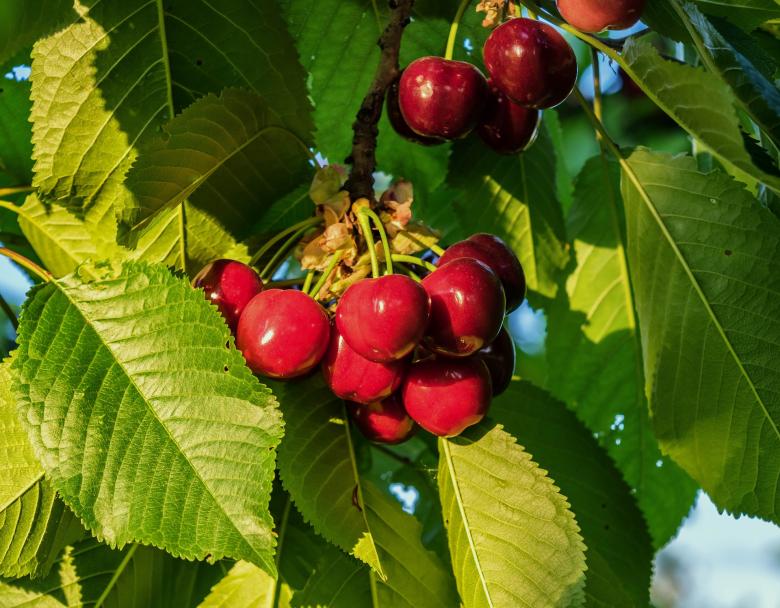 Free stock image of Red Cherries created by Pixabay