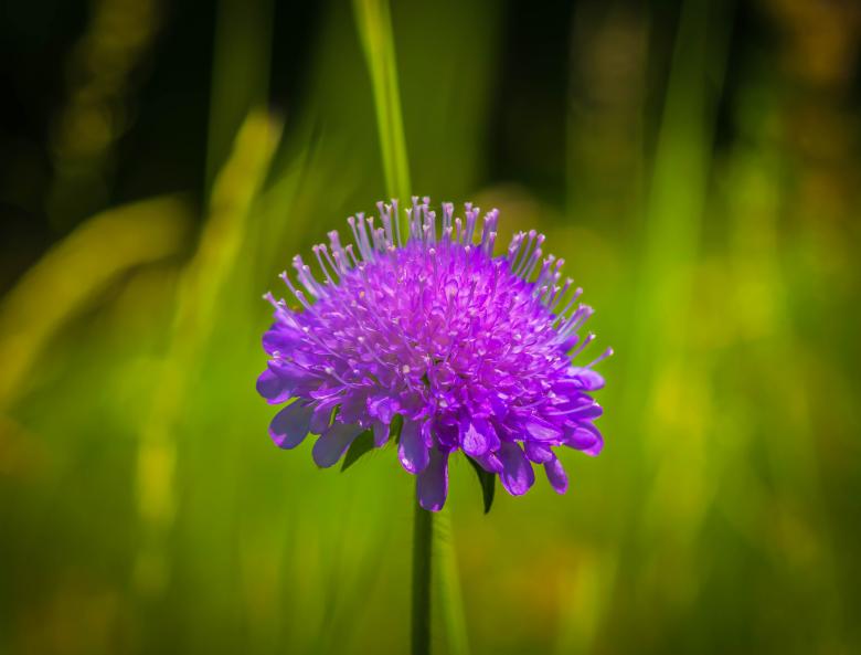 Free stock image of Blooming Flower created by Pixabay