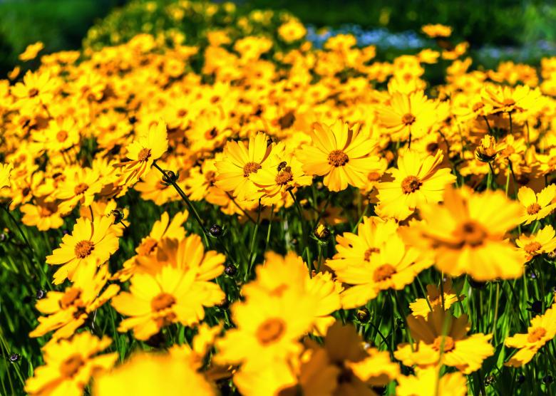 Free stock image of Blooming Flowers created by Pixabay