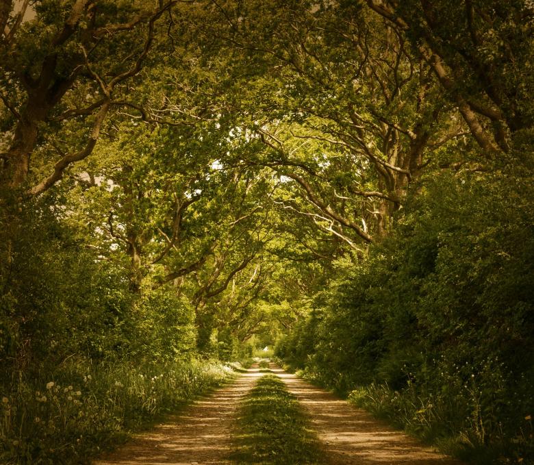 Free stock image of Into the Woods created by Pixabay