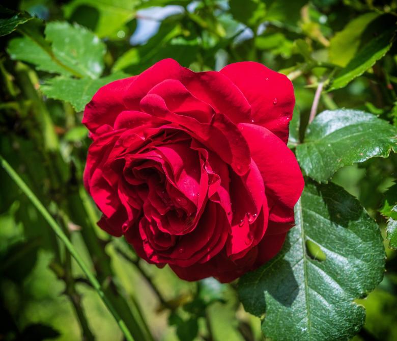 Free stock image of Fresh Rose created by Pixabay