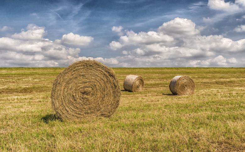 Free stock image of In Summer created by Pixabay