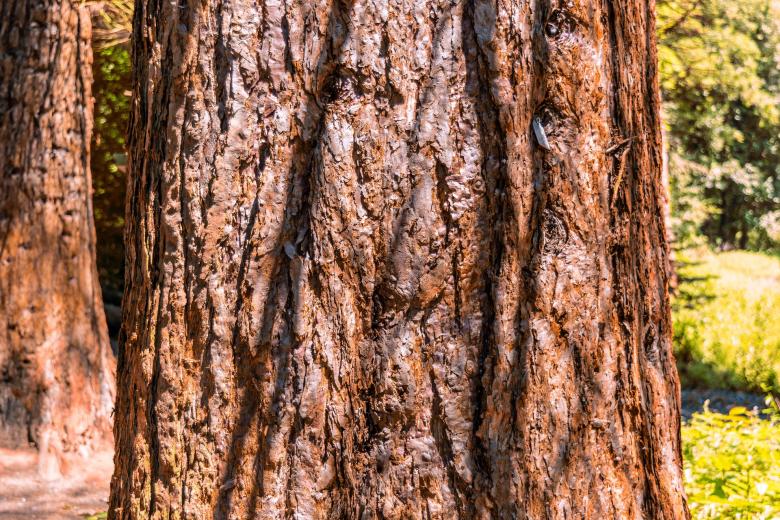 Free stock image of Wooden Texture created by Pixabay
