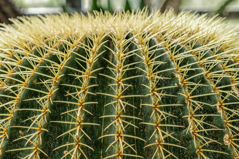 Free stock image of Cactus Closeup created by Pixabay