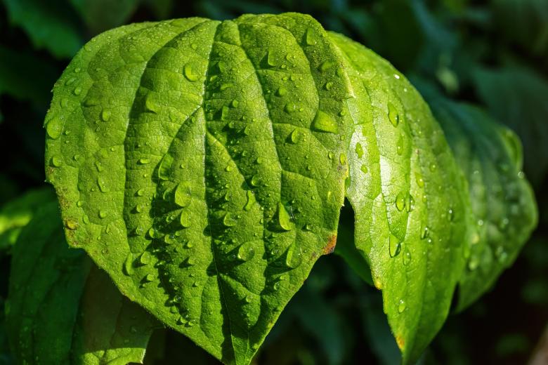 Free stock image of Fresh Leaves created by Pixabay