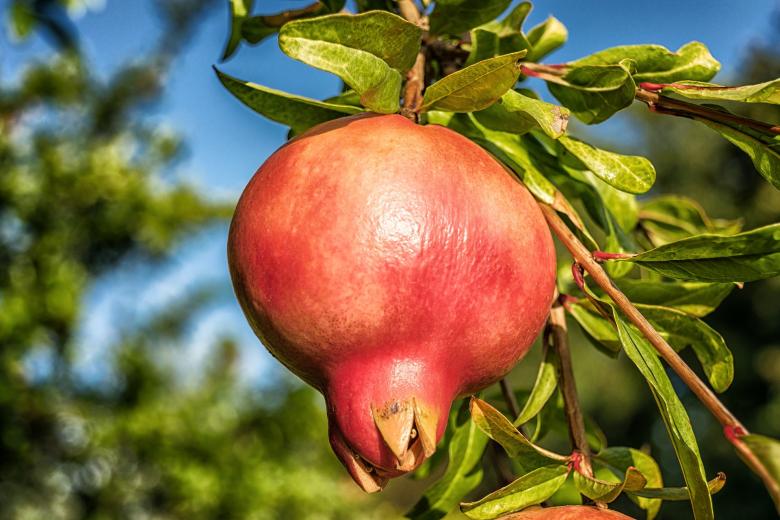 Free stock image of Pomegranate Closeup created by Pixabay