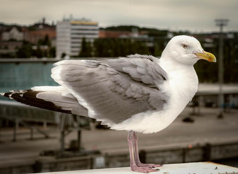 Free stock image of Seagull Closeup created by Pixabay