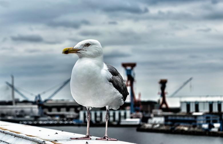 Free stock image of Seagull Closeup created by Pixabay