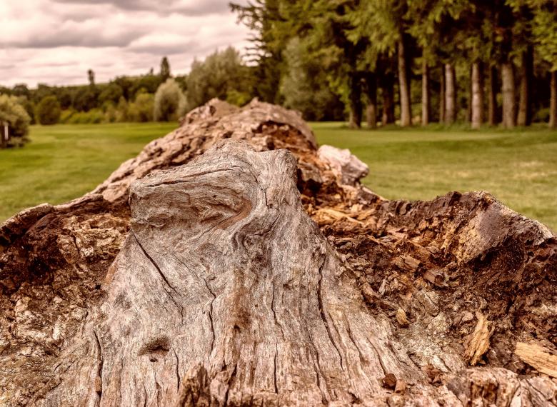Free stock image of Tree Texture created by Pixabay