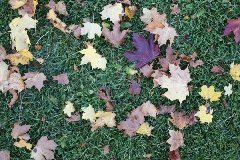 Free stock image of Autumn leaves created by Geoffrey Whiteway