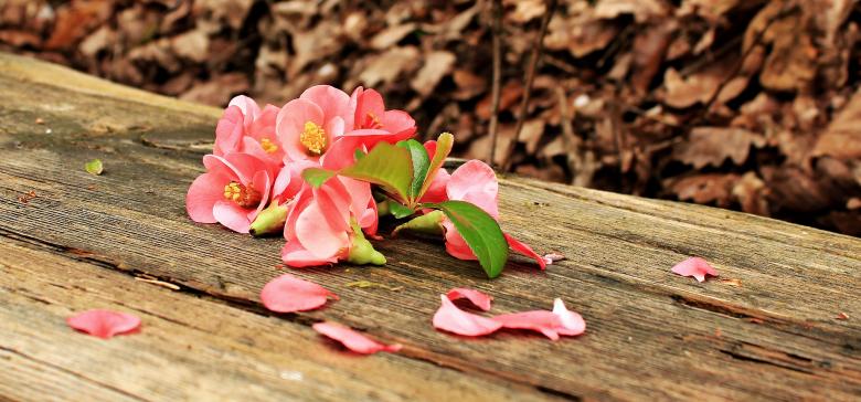 Free stock image of Flowers on the Wood created by Pixabay