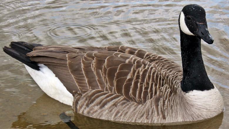 Free stock image of Canadian Goose created by Pixabay