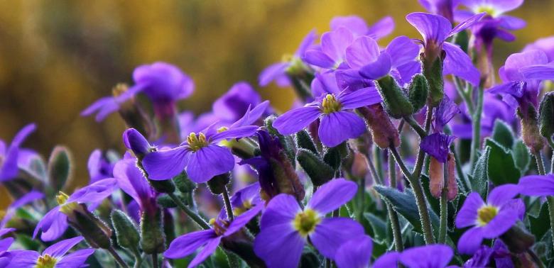 Free stock image of Cranesbill Flowers created by Pixabay