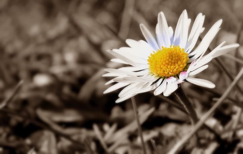 Free stock image of Fresh Daisy created by Pixabay