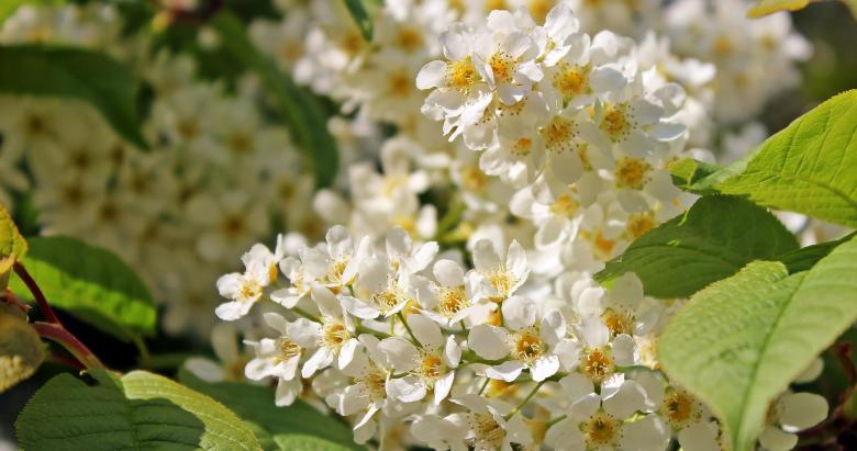 Free stock image of Blooming Flowers created by Pixabay