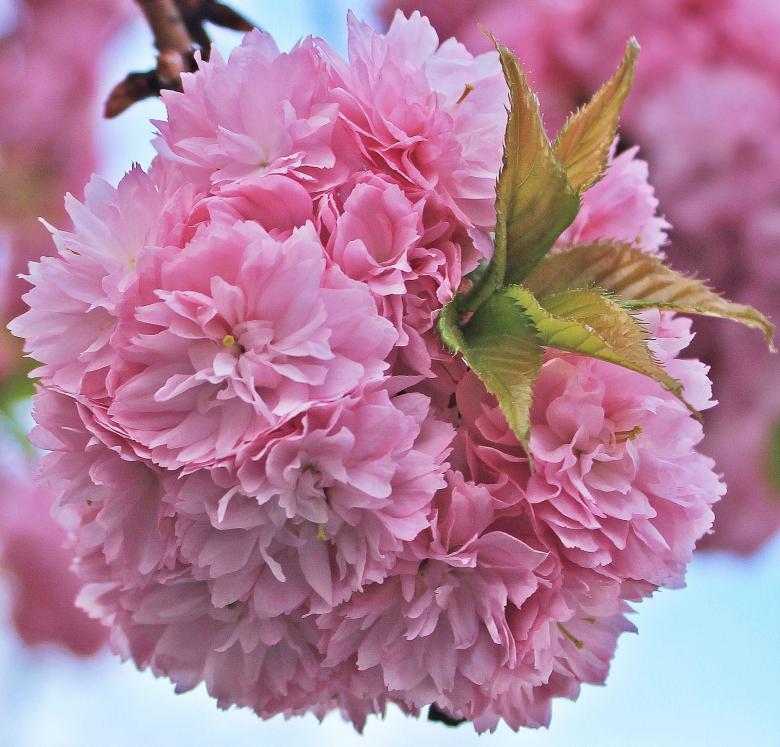 Free stock image of Cherry Blossom created by Pixabay