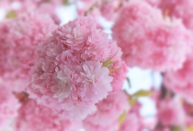 Free stock image of Cherry Blossom created by Pixabay