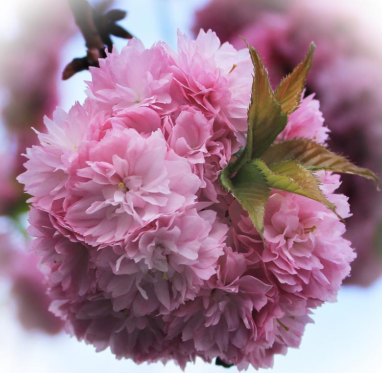 Free stock image of Cherry Blossom created by Pixabay