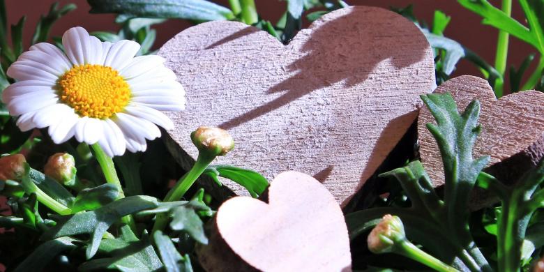 Free stock image of Fresh Marguerite created by Pixabay