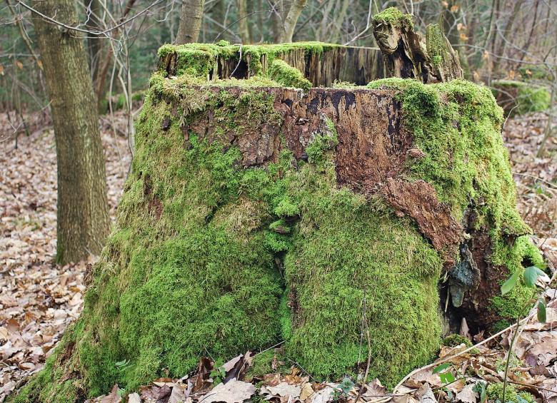 Free stock image of Covered With Moss created by Pixabay