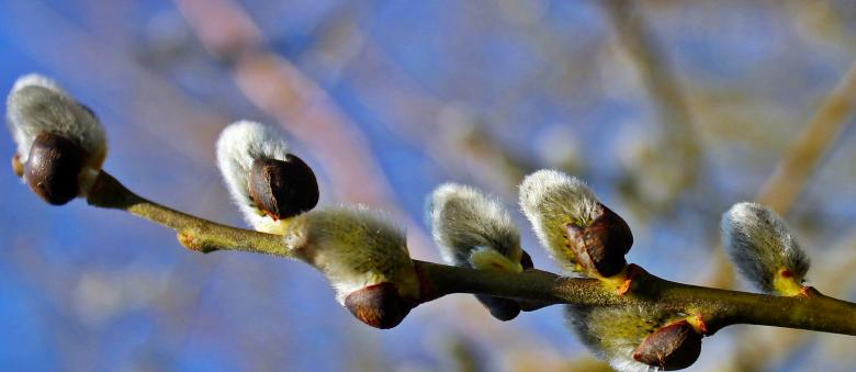 Free stock image of Macro Branch created by Pixabay