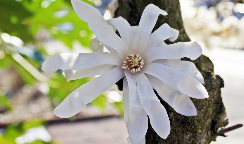 Free stock image of Star Magnolia created by Pixabay