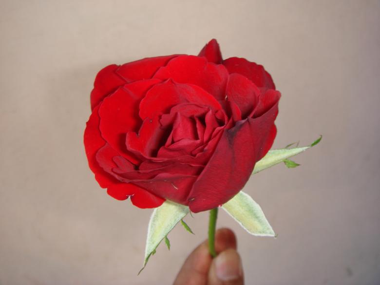 Free stock image of Red Rose created by kiraan