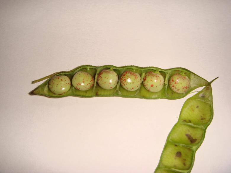 Free stock image of Green Peas created by kiraan