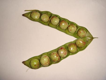 Green Peas