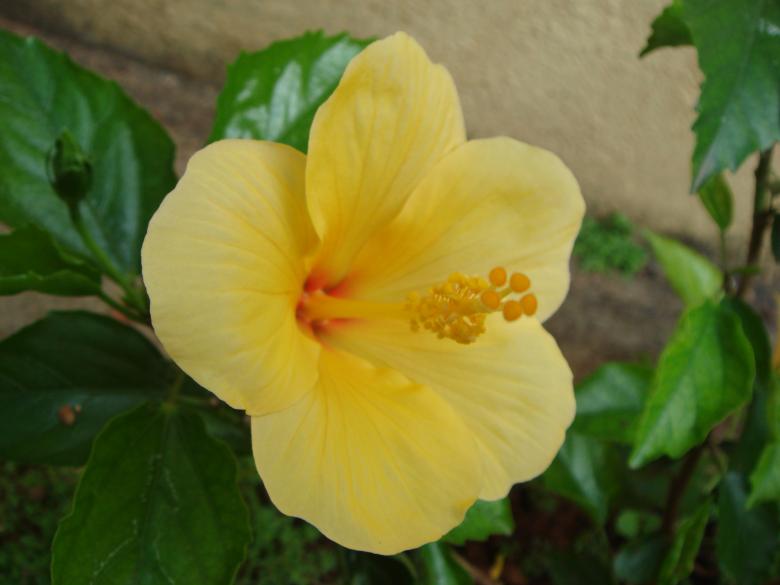 Free stock image of Yellow Hibiscus Fower created by kiraan