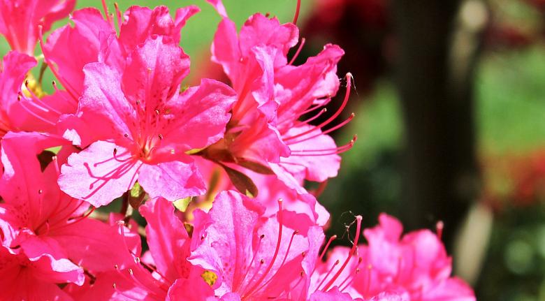 Free stock image of Fresh Azalea created by Pixabay