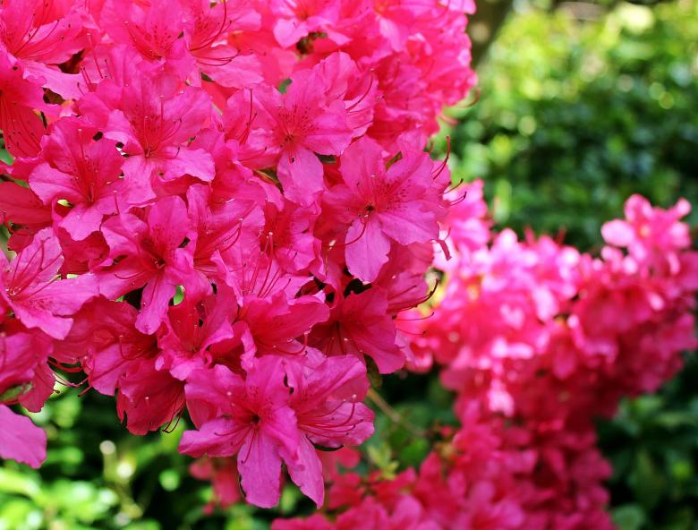 Free stock image of Fresh Azalea created by Pixabay