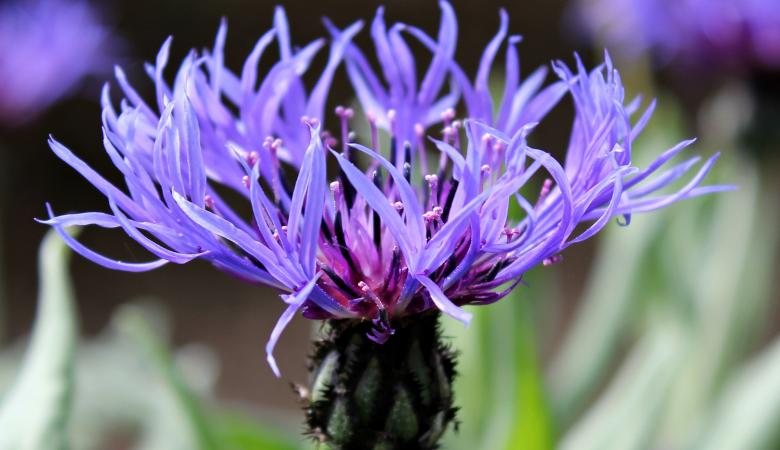 Free stock image of Macro Cornflower created by Pixabay