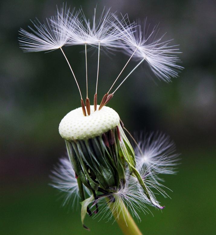 Free stock image of Macro Dandelion created by Pixabay