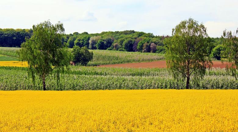 Free stock image of Oilseed Rape created by Pixabay