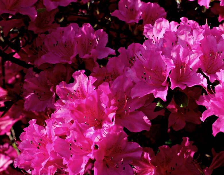 Free stock image of Pink Rhododendron created by Pixabay