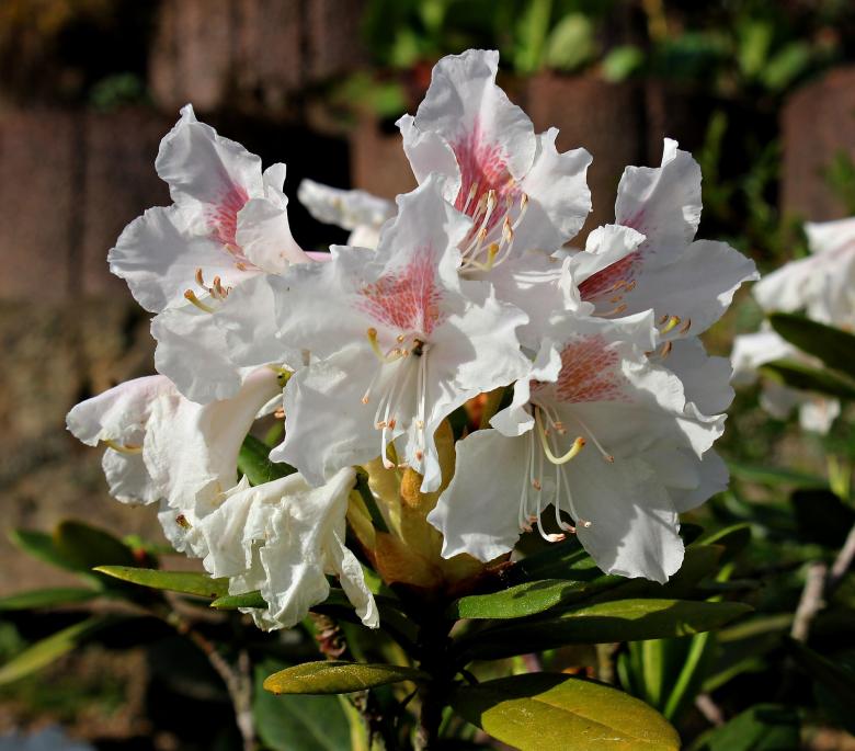 Free stock image of Fresh Rhododendron created by Pixabay