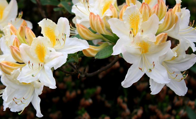 Free stock image of Fresh Rhododendron created by Pixabay