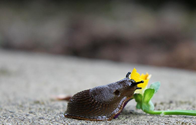 Free stock image of Snail Closeup created by Pixabay