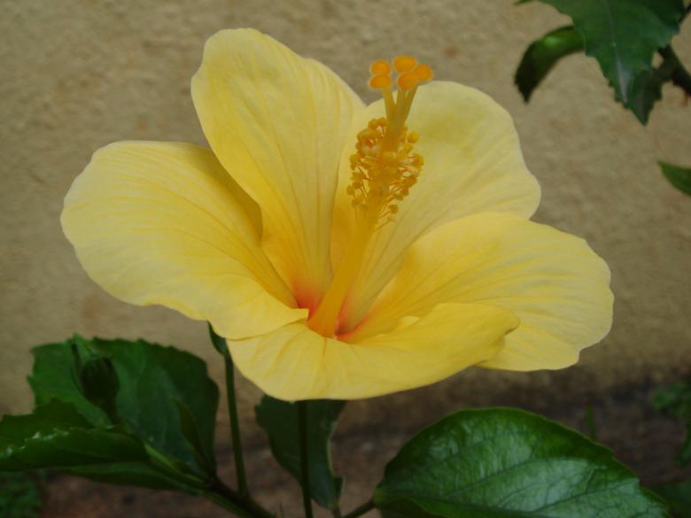 Free stock image of Yellow Hibiscus Flower created by kiraan