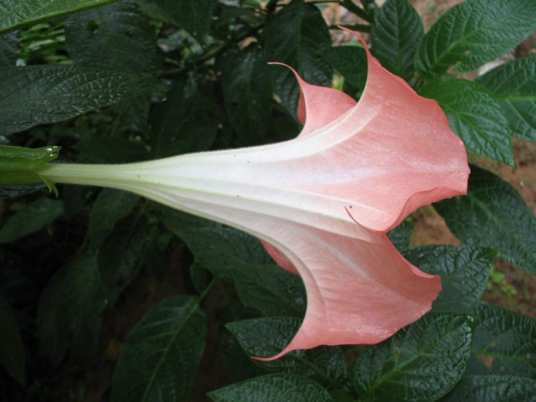 Free stock image of Pink Flower created by kiraan