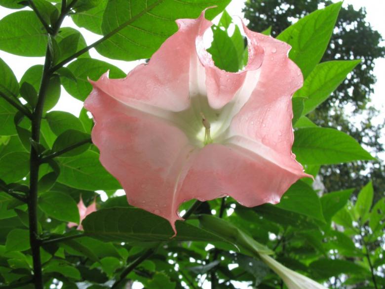 Free stock image of Pink Flower in Bloom created by kiraan